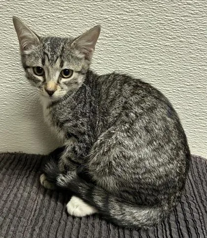 A young small-sized female Domestic Short Hair cat named Piper for adoption in Phoenix, AZ