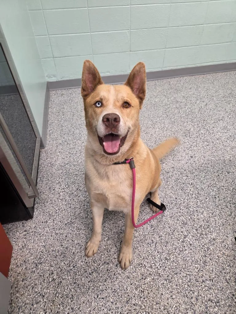 An adult large-sized male Terrier dog named Daniel for adoption in Athens, TN