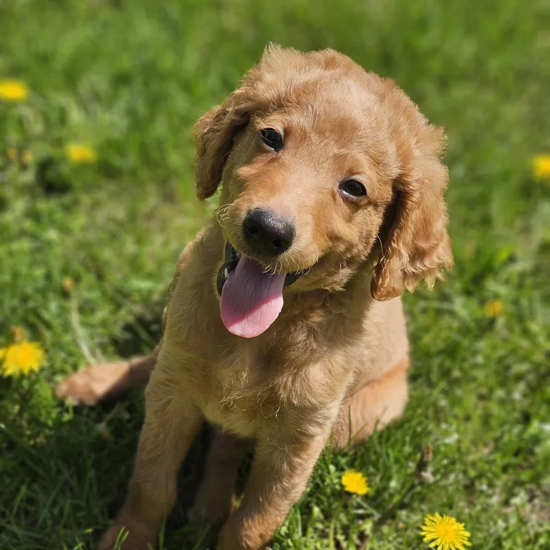 A baby medium-sized male Irish Setter dog named Hank   $ for adoption in Milwaukee, WI