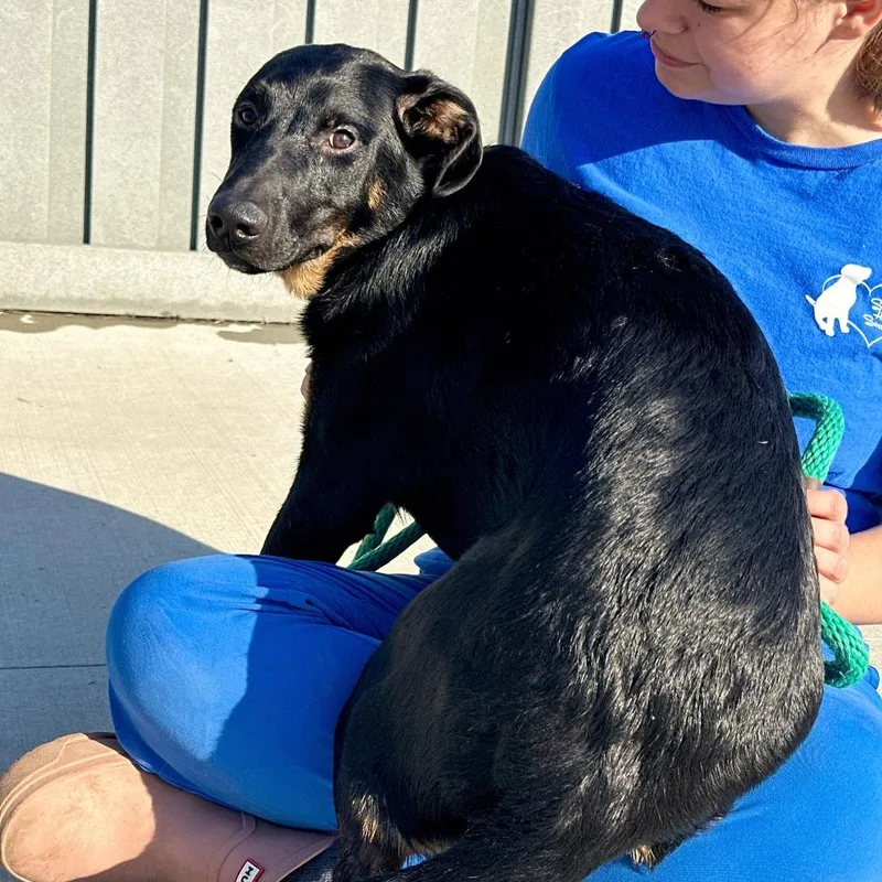 A young medium-sized male Black Mixed Breed dog named Lil Einstein for adoption in Matteson, IL