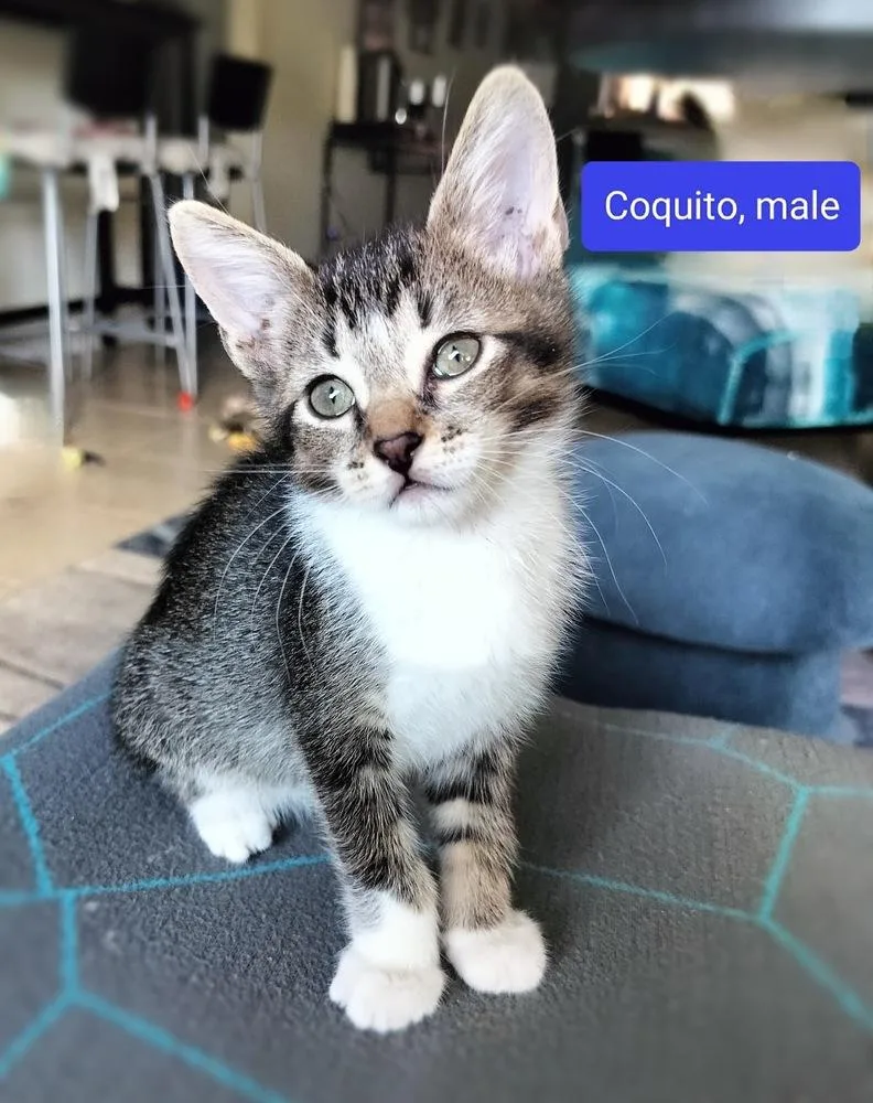 A baby small-sized male Brown / Chocolate Domestic Short Hair cat named Coquito for adoption in Hudson, NH