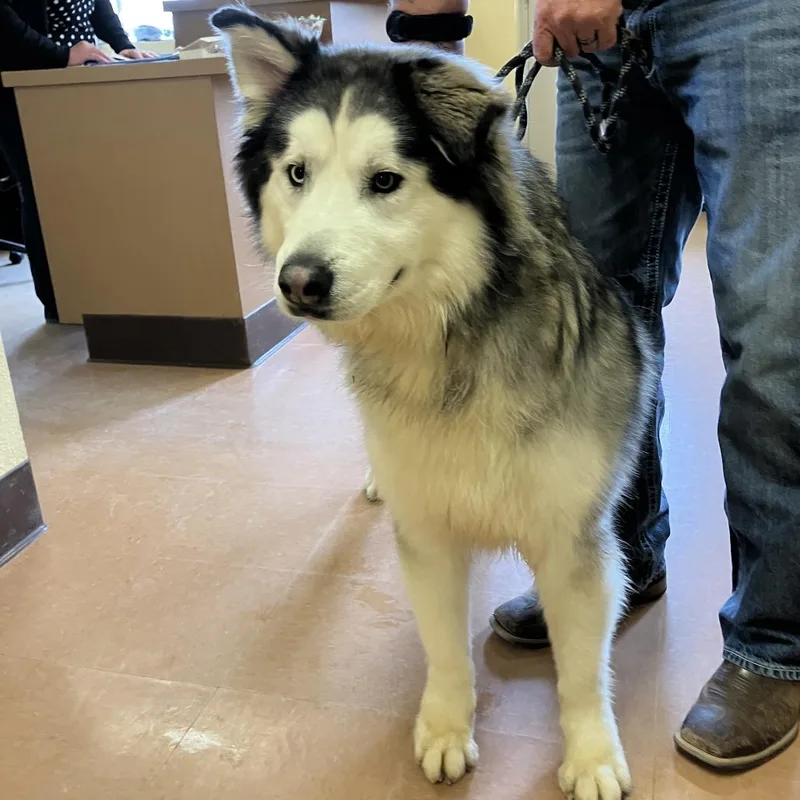An adult extra large-sized male Black Alaskan Malamute dog named Kuma for adoption in Hawthorne, CA