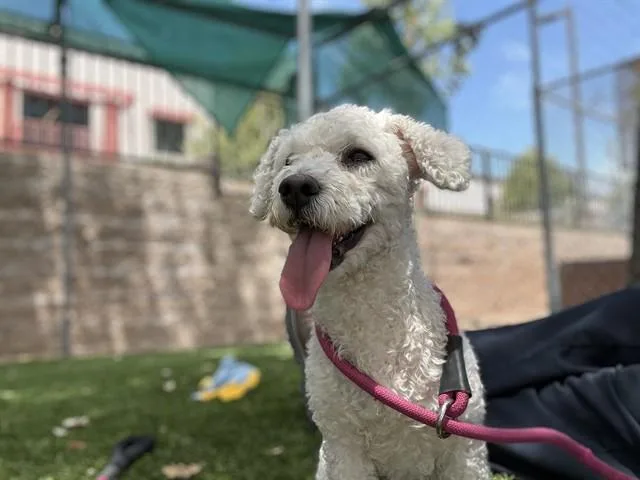 A young medium-sized male Poodle dog named Willie for adoption in Agoura, CA