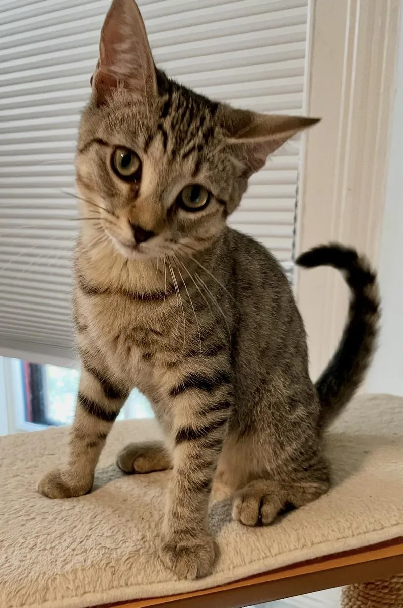 A baby small-sized female Domestic Short Hair cat named Lizette for adoption in Philadelphia, PA