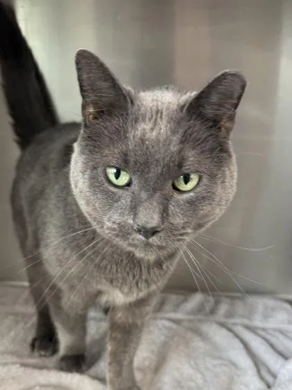 An adult medium-sized male Domestic Short Hair cat named Anchovy for adoption in West Chester, PA