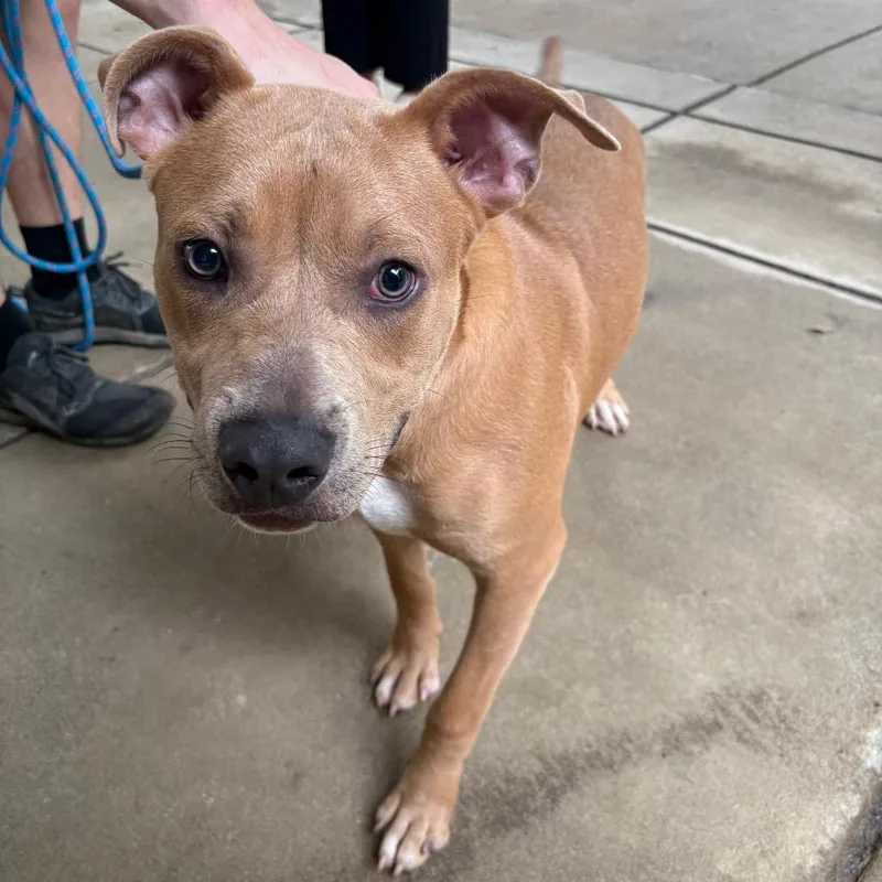 An adult medium-sized male Yellow / Tan / Blond / Fawn Mixed Breed dog named StrayOldCussetaRoad for adoption in Columbus, GA