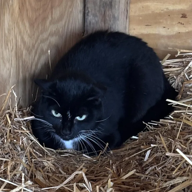 An adult medium-sized female Black Domestic Short Hair cat named Sarah for adoption in Waynesboro, PA