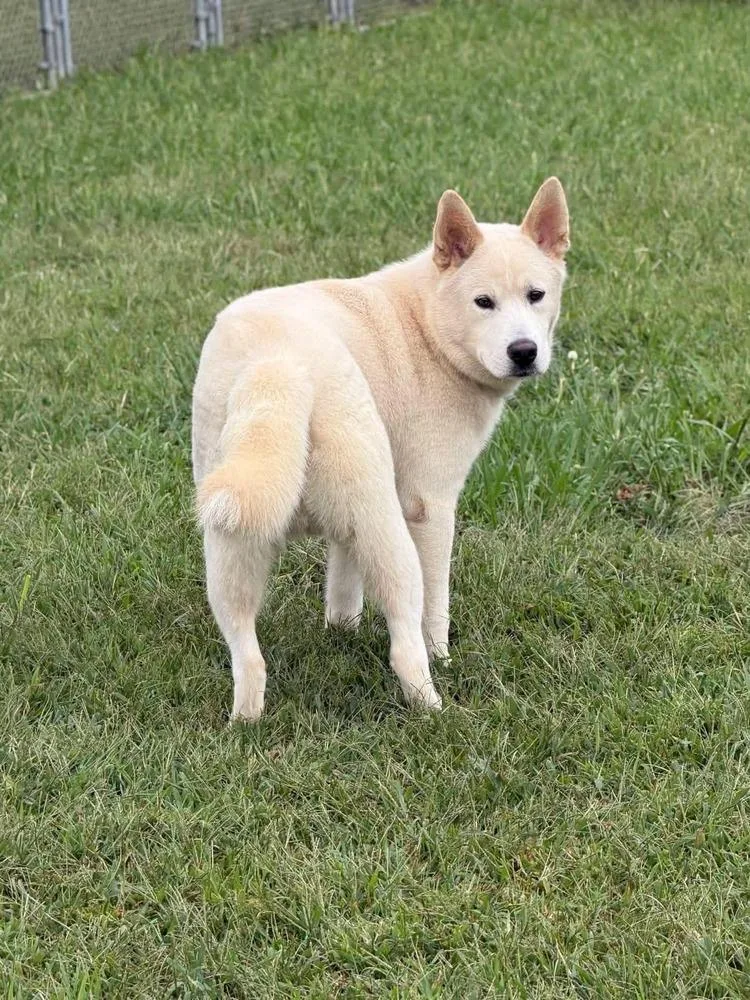 A baby large-sized male White / Cream Akita dog named Kota for adoption in Dutton, VA