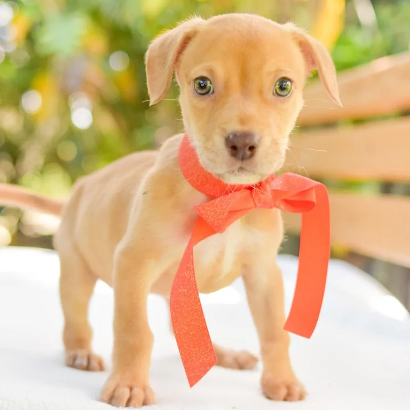 A baby small-sized male Yellow / Tan / Blond / Fawn Mixed Breed dog named Dante for adoption in Kailua Kona, HI