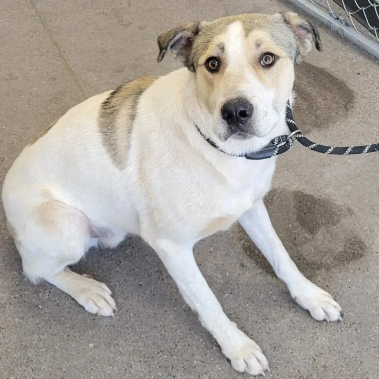 An adult large-sized male White / Cream Mixed Breed dog named Creed for adoption in Las Cruces, NM