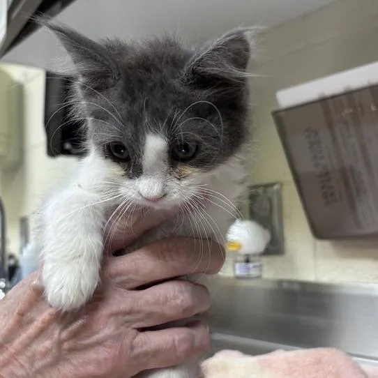 A baby small-sized male Gray / Blue / Silver Domestic Short Hair cat named Sheep for adoption in Asheville, NC