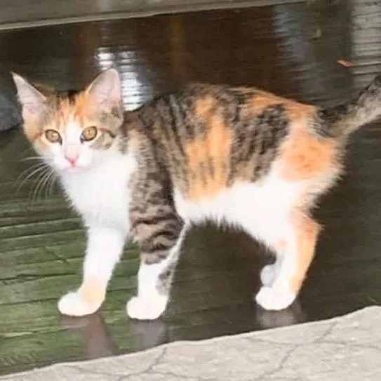 A baby small-sized female Calico Domestic Short Hair cat named Onya for adoption in Monroe, MI
