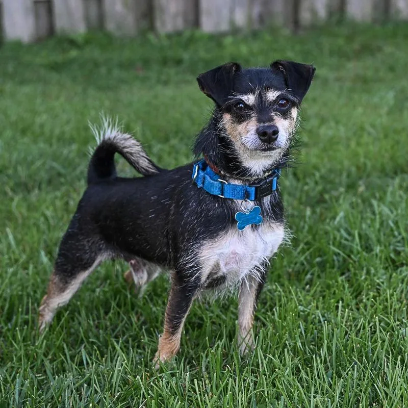 An adult small-sized male Miniature Pinscher dog named Weenie for adoption in Arlington Heights, IL
