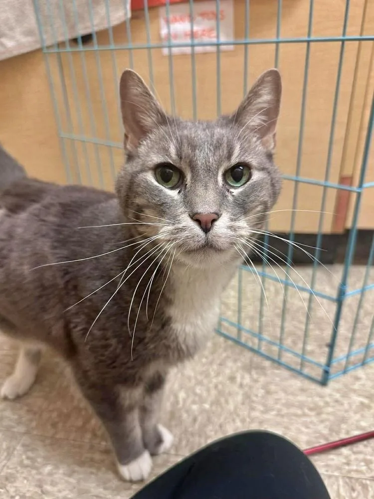 A senior large-sized male Gray & White Domestic Short Hair cat named Max for adoption in Chicago, IL