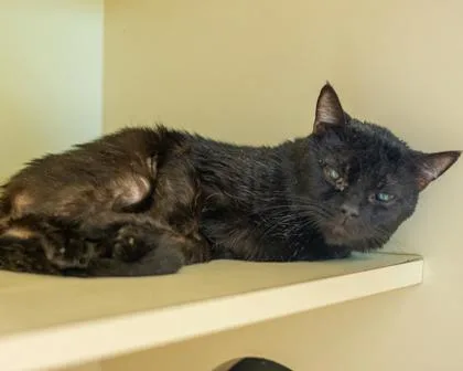 An adult medium-sized male Domestic Short Hair cat named Tomcat Cruise for adoption in Chamblee, GA