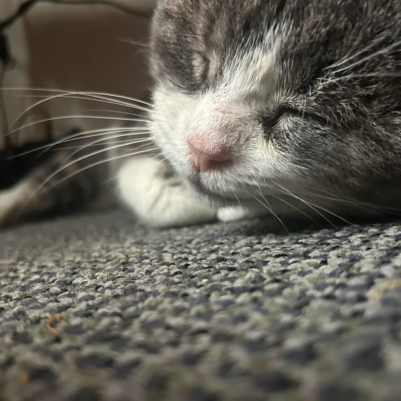 A senior small-sized male Gray / Blue / Silver Domestic Short Hair cat named Ezra for adoption in Toledo, OH