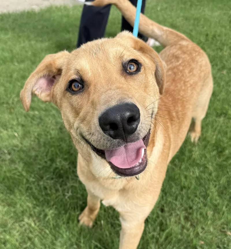 A young extra large-sized male Apricot / Beige Great Pyrenees dog named Shamrock for adoption in Dallas, TX