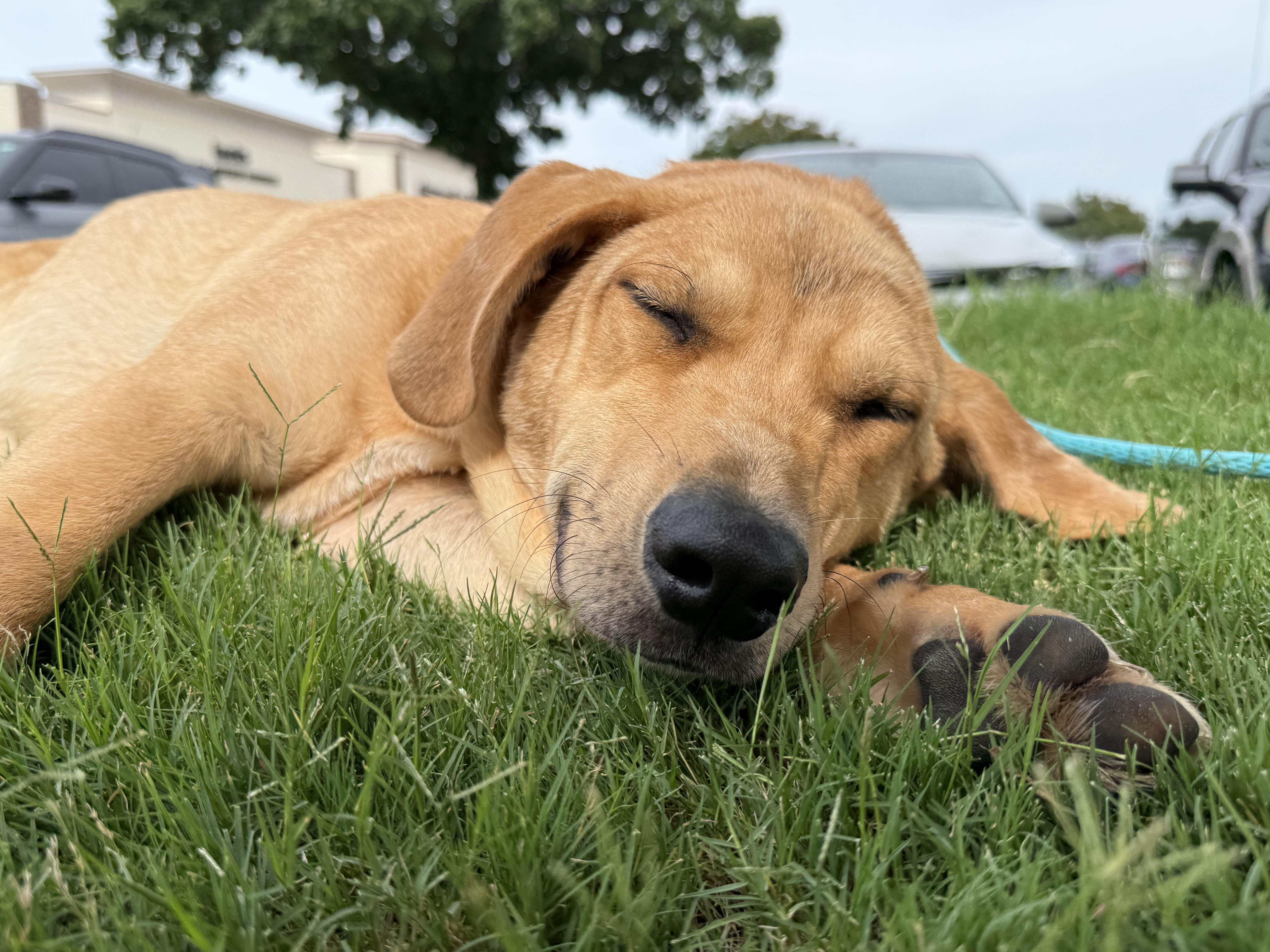 Shamrock thumbnail 2