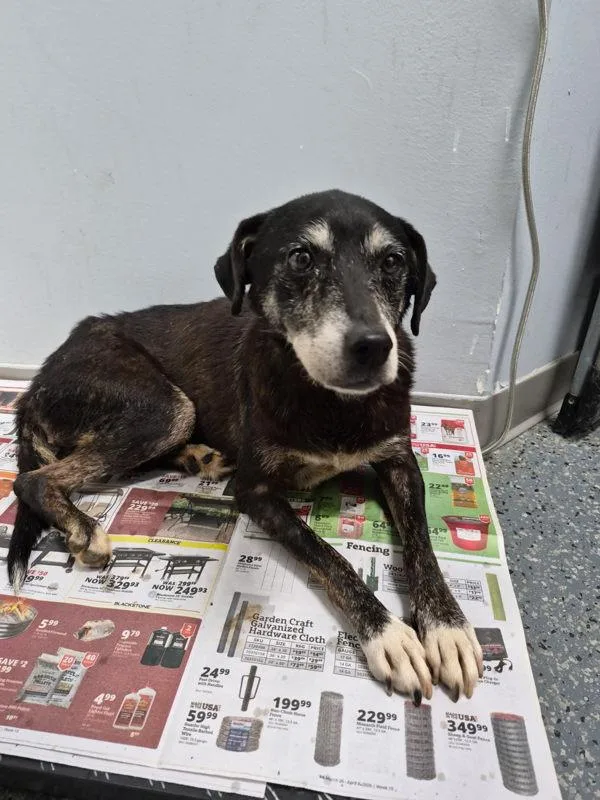 A senior medium-sized female Terrier dog named Daisy May for adoption in Morristown, TN