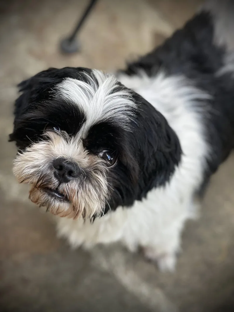 An adult medium-sized male Shih Tzu dog named Matt Gatlin for adoption in Saunderstown, RI