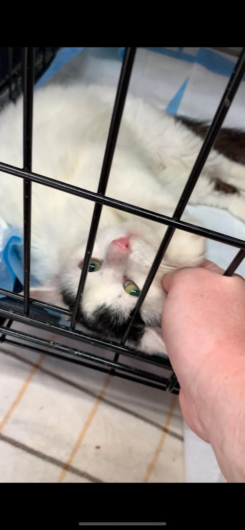 An adult medium-sized male Domestic Short Hair cat named Albi for adoption in Johnson City, TN