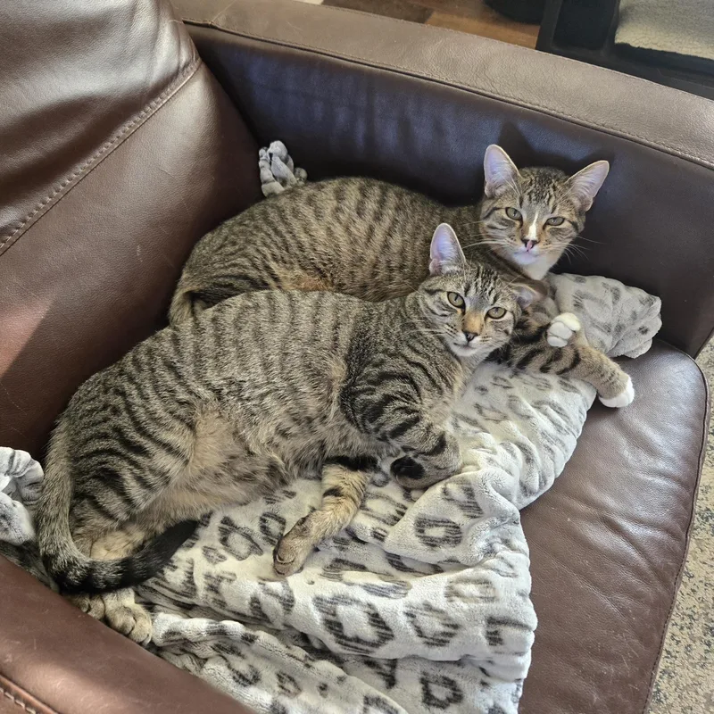 Mike Tyson thumbnail 2