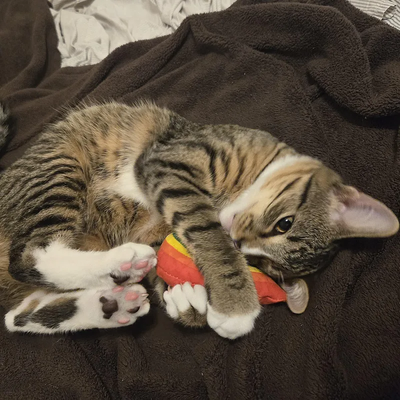 Mike Tyson thumbnail 4