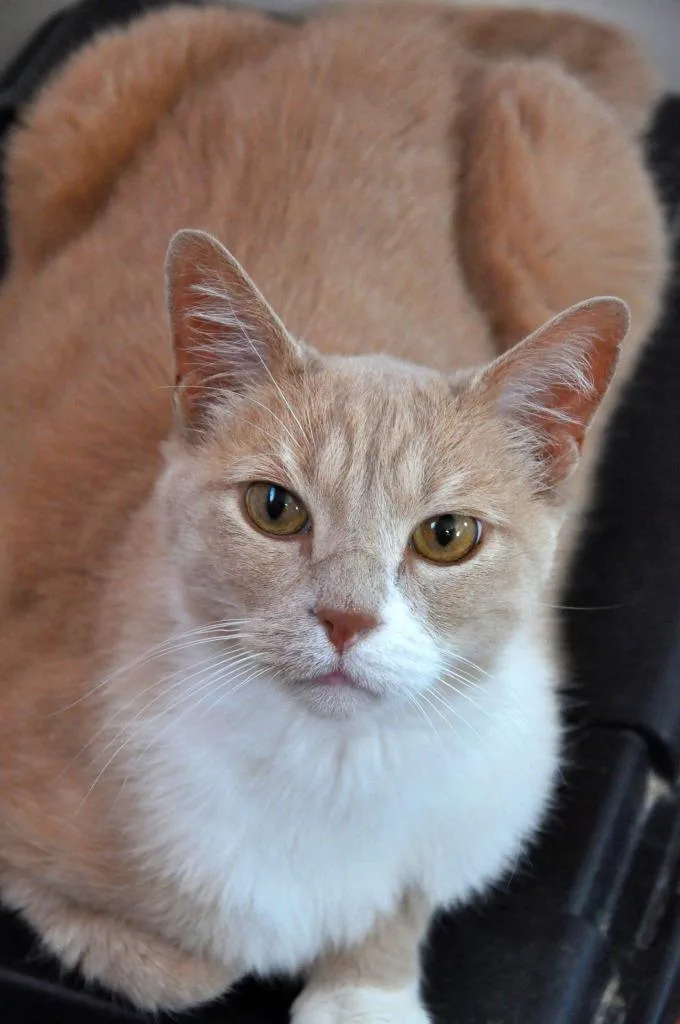 A senior medium-sized male Domestic Short Hair cat named Frankie for adoption in Ogden, UT