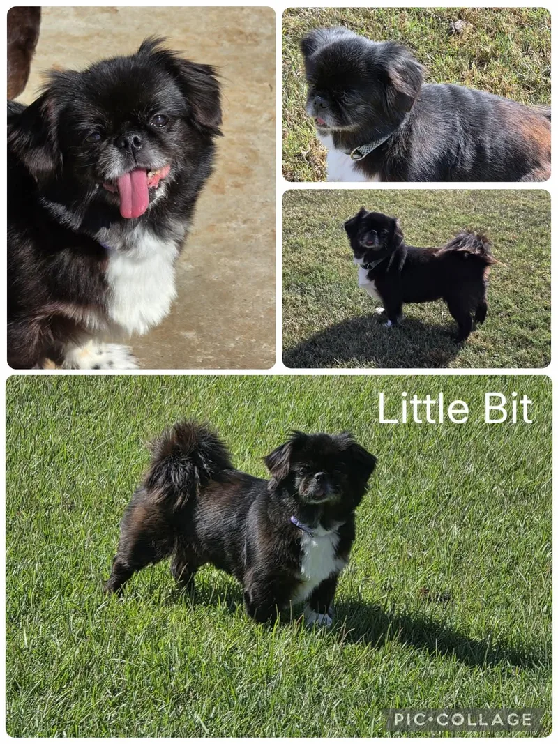 An adult small-sized female Black Pekingese dog named Little Bit for adoption in Enterprise, AL
