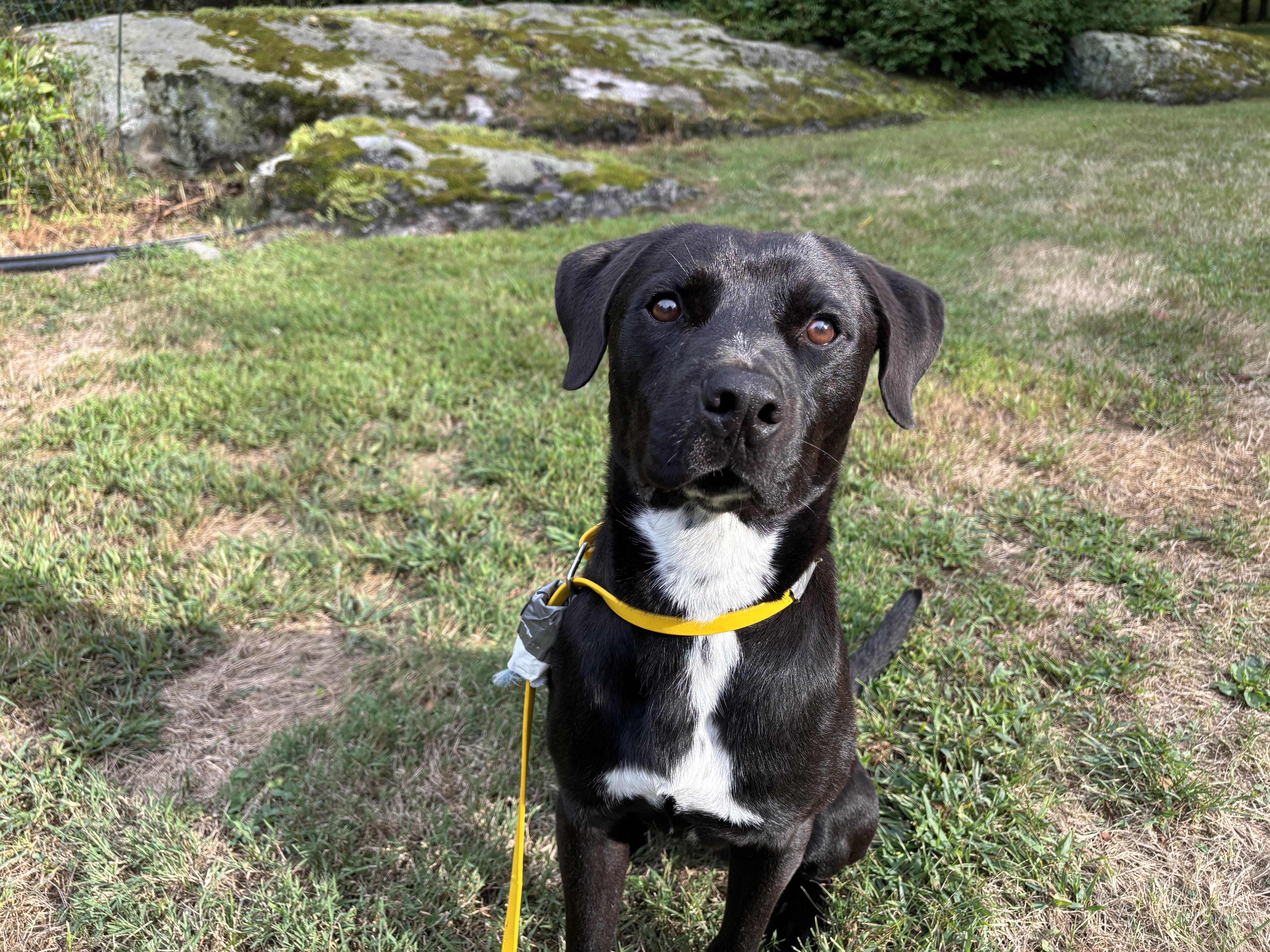 A young medium-sized male Bicolor Labrador Retriever dog named Romeo for adoption in New York, NY