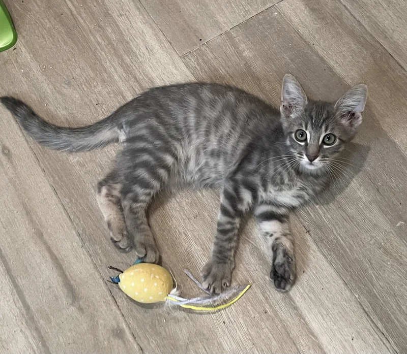 A baby medium-sized male Gray / Blue / Silver Tabby cat named WhiskersPortofino PetSmart for adoption in Spring, TX