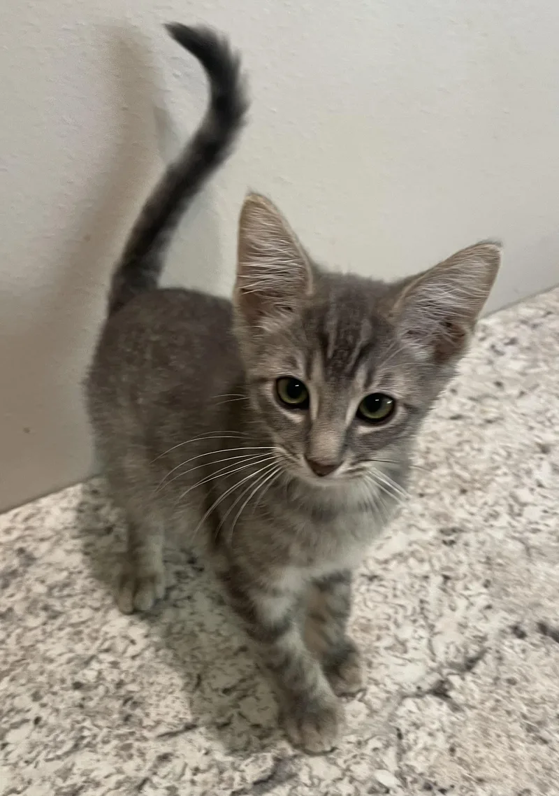 WhiskersPortofino PetSmart thumbnail 2
