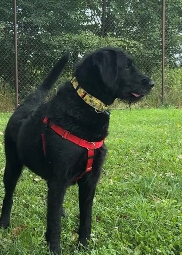 An adult large-sized female Labradoodle dog named Charlie for adoption in Skillman, NJ