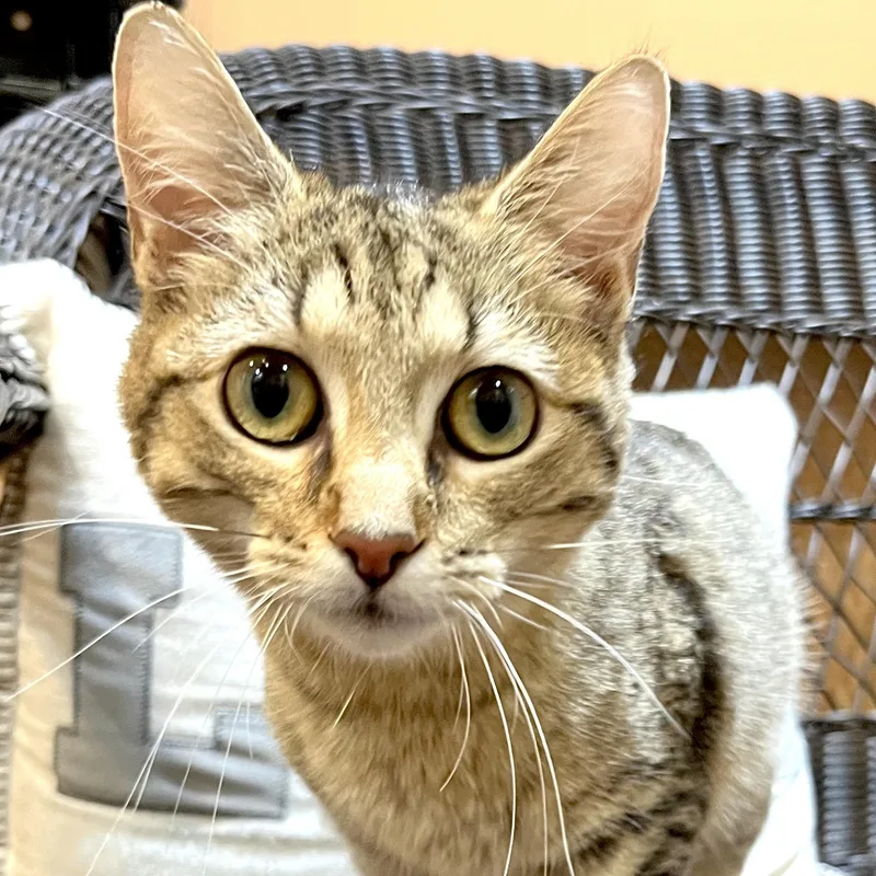 A baby small-sized female Tabby (Brown / Chocolate) Domestic Short Hair cat named Tabby S for adoption in Sequatchie, TN