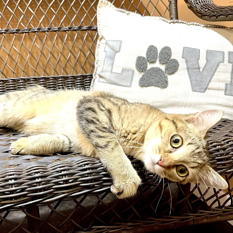 Tabby S thumbnail 3