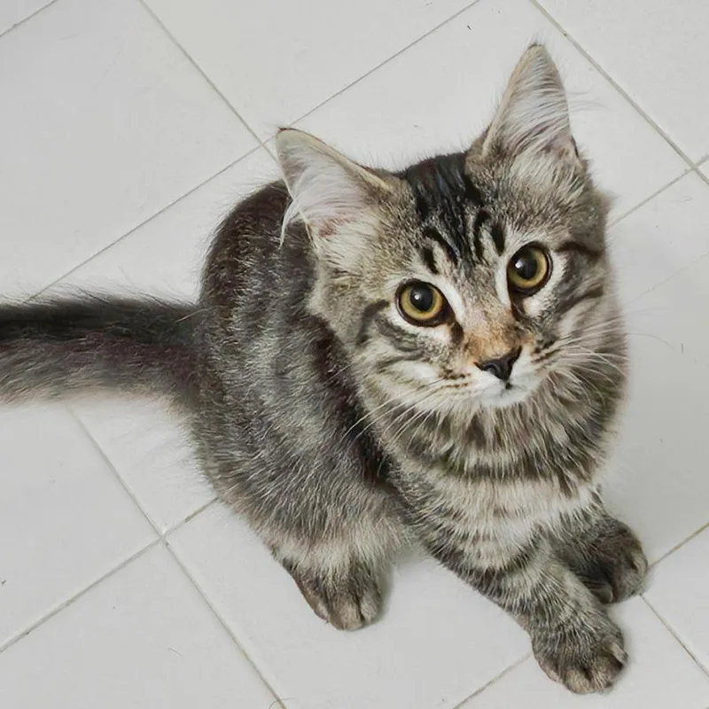 A baby medium-sized male Domestic Medium Hair cat named Vince Gill for adoption in Chapel Hill, NC