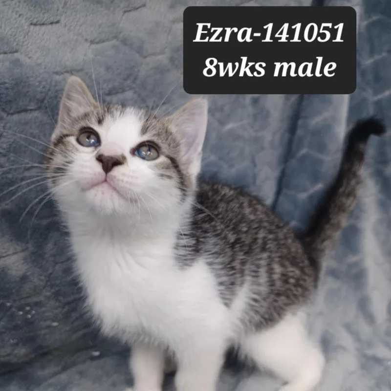 A baby small-sized male Domestic Short Hair cat named Ezra for adoption in New Tazewell, TN