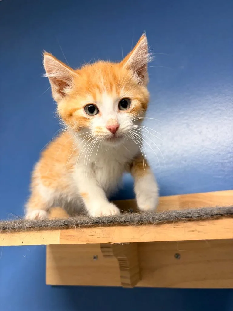 A baby medium-sized male Domestic Medium Hair cat named Furby for adoption in Batesville, AR