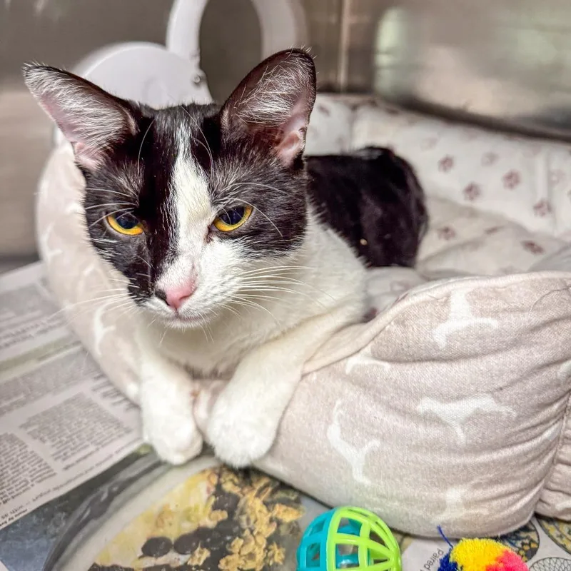 A young medium-sized female Black Domestic Short Hair cat named Funyun for adoption in Kennebunk, ME