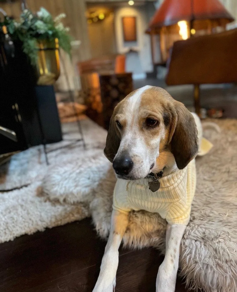 An adult medium-sized male Coonhound dog named Walker for adoption in San Diego, CA