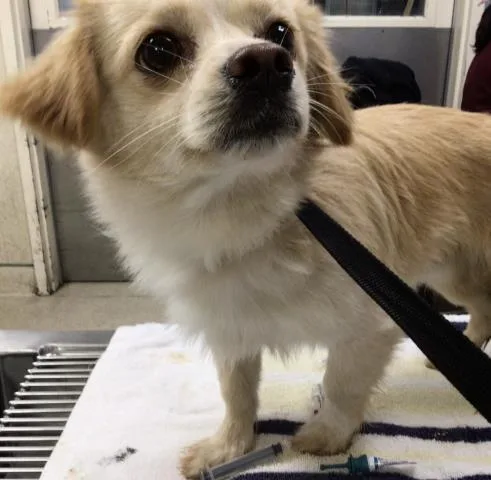 An adult small-sized male Terrier dog named Loxie for adoption in Riverside, CA