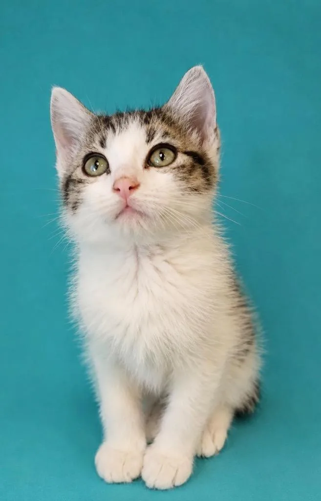 A baby small-sized female Domestic Short Hair cat named Emily for adoption in Columbia, TN