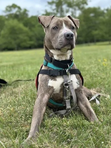 An adult medium-sized male Mixed Breed dog named Morty for adoption in West Chester, PA
