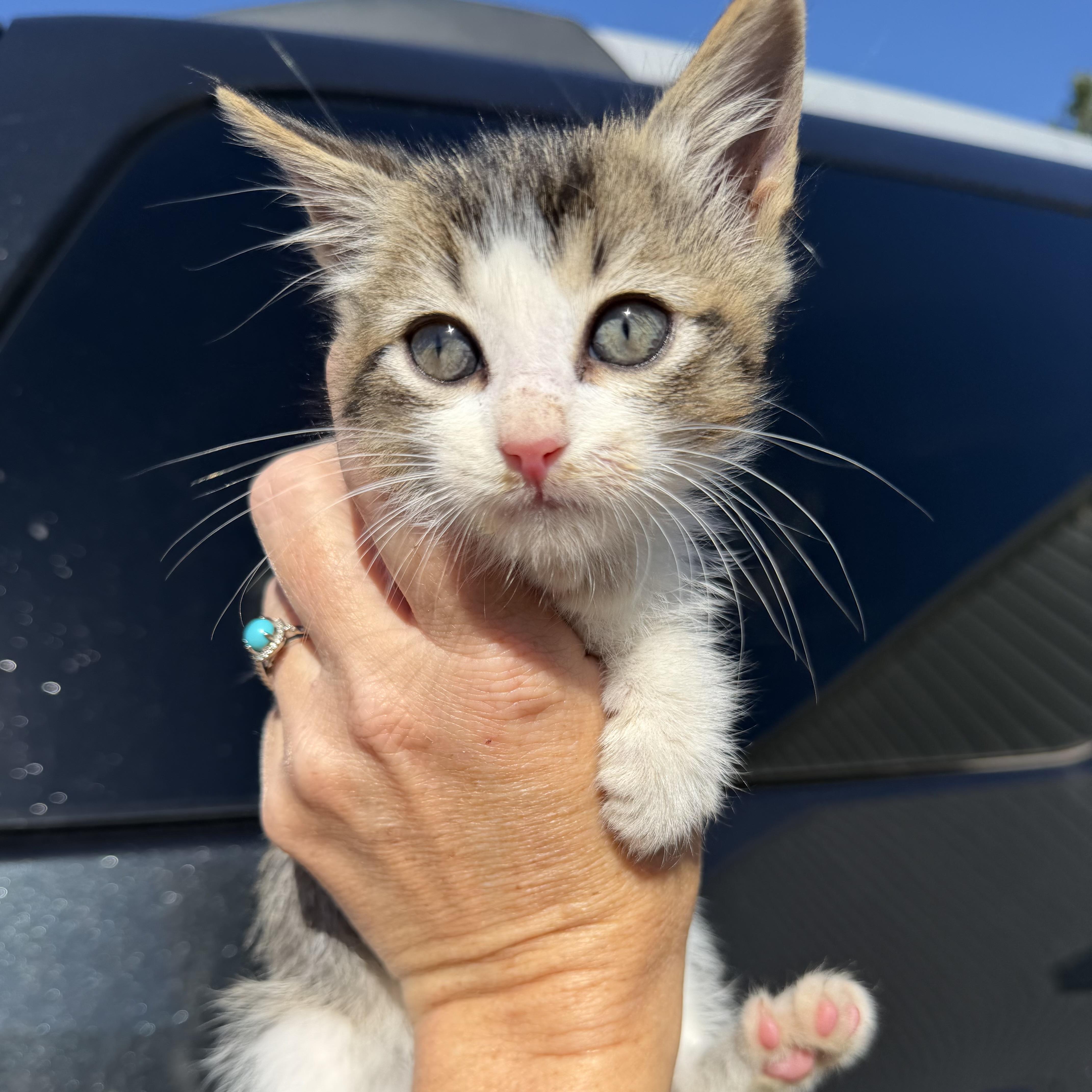 A baby medium-sized male Domestic Short Hair cat named Caesar Salad for adoption in Columbia, SC