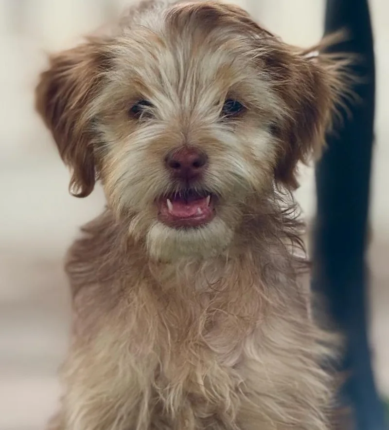 A baby small-sized male Maltese dog named Pierogi for adoption in Los Angeles, CA
