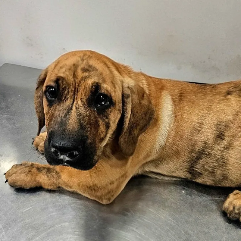 A baby medium-sized male Brindle Basset Hound dog named Rusty for adoption in CORPUS CHRISTI, TX