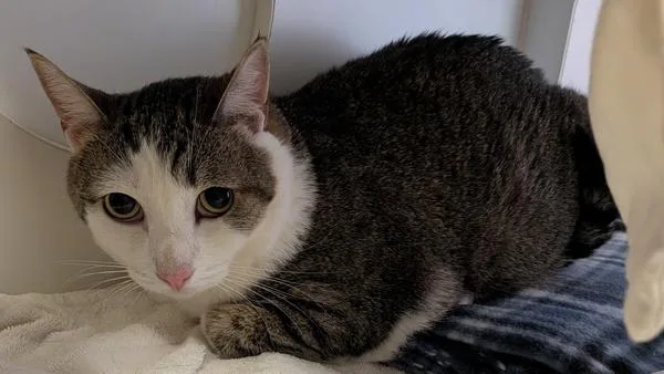 An adult large-sized female Domestic Short Hair cat named Molly for adoption in San Diego, CA
