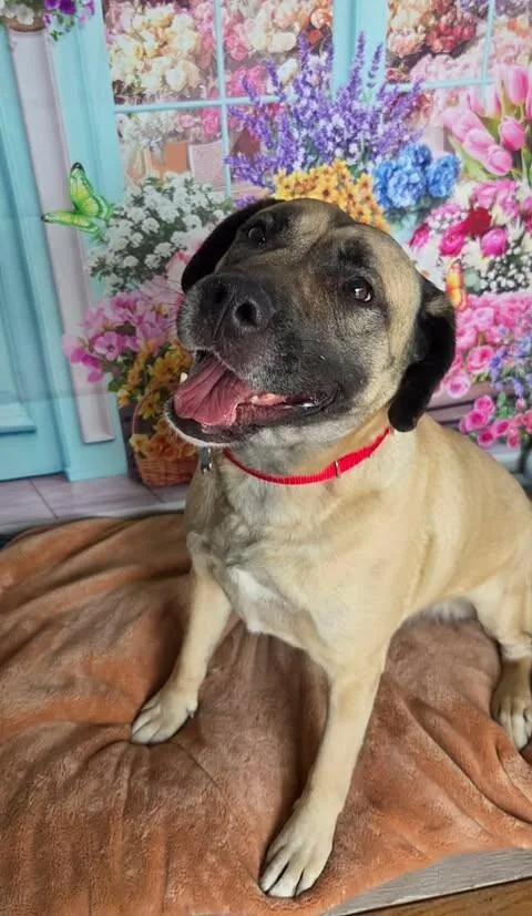 An adult large-sized female Yellow / Tan / Blond / Fawn Pit Bull Terrier dog named Violet for adoption in Fruit Heights, UT