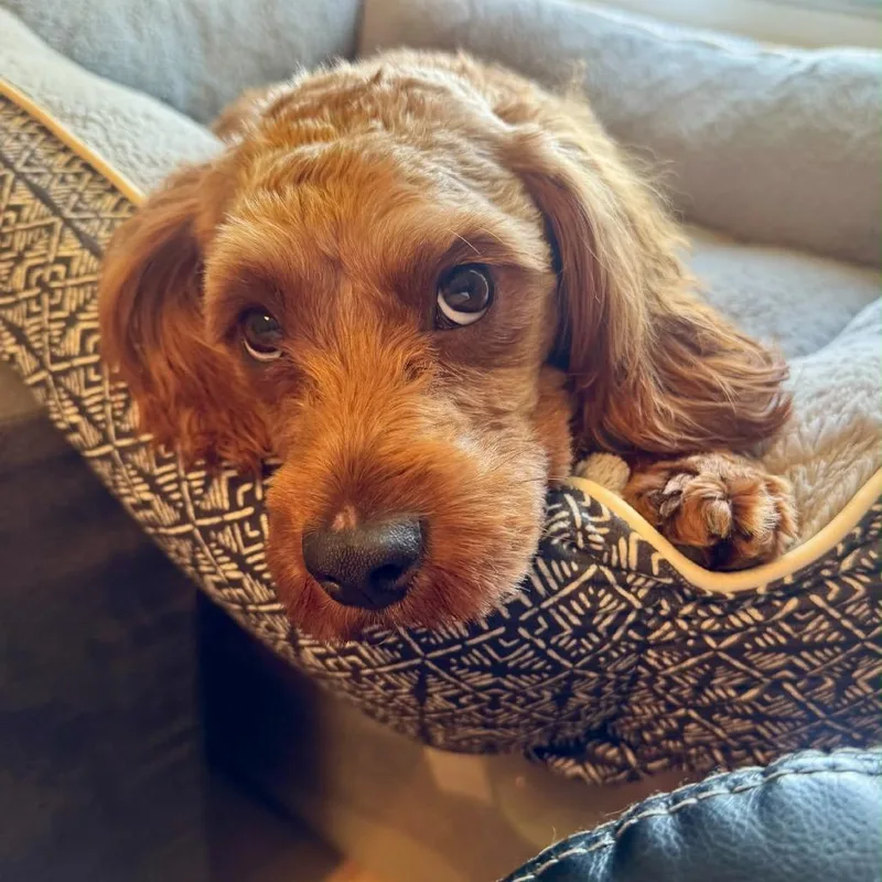 An adult small-sized male Red / Chestnut / Orange Cavalier King Charles Spaniel dog named Rocket for adoption in Fredericksburg, VA