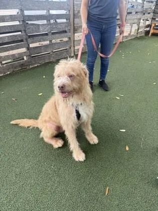 An adult medium-sized male Mixed Breed dog named Archabald for adoption in Houston, TX